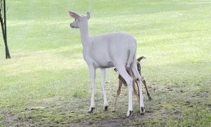 Albino Mother Deer with Babies