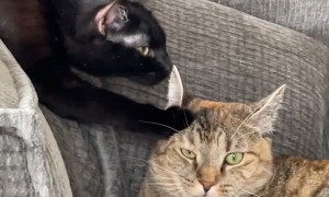 Maxie Bothers Bubbles