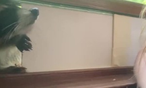 Brady the Raccoon Breaks In