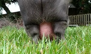 Pig Shows off Impressive Booty