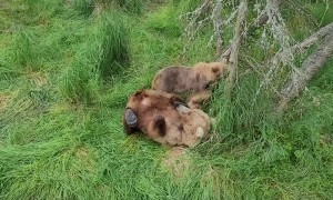 Mother Bear Nurses Cubs in Katmai