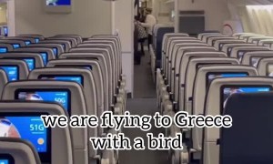 Flight Delayed by Sneaky Pigeon