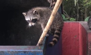 Dude Saves Raccoon Family in Dumpster