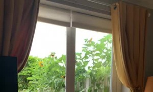 Percy the French Bulldog Has the Zoomies