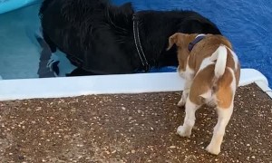 New Puppy Pushed Into Pool