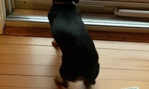 Little Weenie Does Her Happy Dance