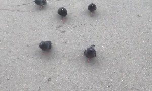Pigeons Chase Down Men with Food