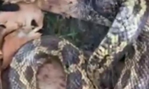 Rescuing a Snake from Bird Netting