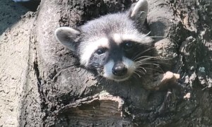 Friendly Raccoon Pops Out to Say Hello