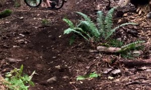 Mountain Bike Rider’s Scary Bear Encounter