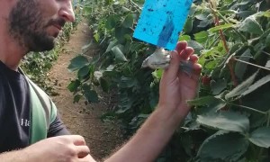 Man Rescues Bird Stuck On Insect Tape