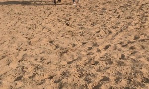 Horse Rider Wasn't Quite Ready for Takeoff