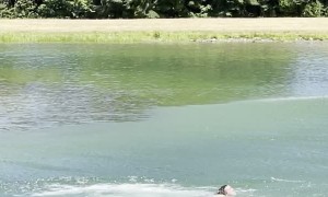 Barefoot Waterskier Hangs From Low Flying Helicopter