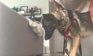 Geologist Dog Collects a Mouthful of Rocks