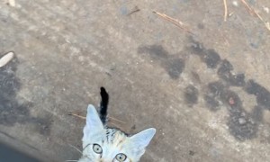 Road-Crossing Kitten Chooses Her Human