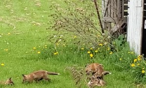 Baby Foxes Play Next to Old Barn
