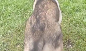 German Shepherd Takes Crow for a Ride