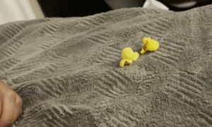 Dog Screams to Protect Sacred Popcorn