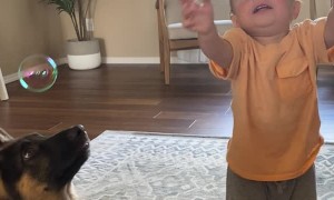 Puppy, Baby, Bubbles