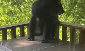 Black Bear Picks Porch to Scratch Itch