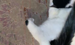 Battle Between Feline Brothers