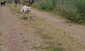 Silly Sabre Does His Best To Match Train's Speed