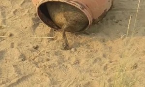 Pig Freed From Water Barrel Prison