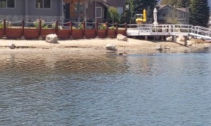 Bear Swims Across Lake Tahoe With Cubs in Tow