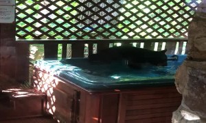 Three Black Bear Cubs Play in Hot Tub