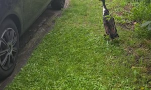Duck Loves Doing Laps of Parked Car