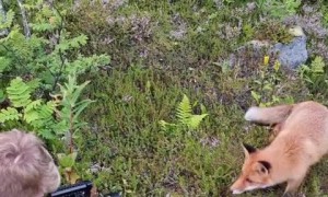 Fearless fox cub casually investigates photographer