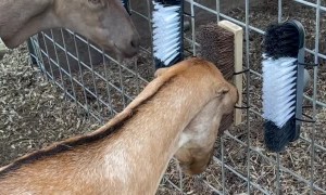 Goats Enjoy Their New Scratching Toys