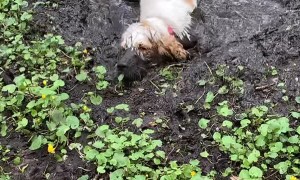 Gerda the Mud Puddle Pup