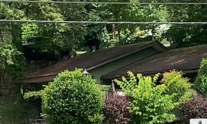 Black Bear Walks on Roof