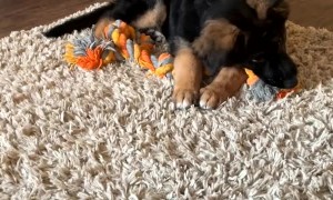 #newpuppycheck #tradeup #germanshepherd #gsd #germanshepherdpuppy