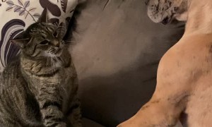 Cat and Dog Pals Pester with Paws