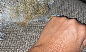 Pet Squirrel Loves Attention