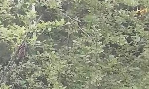 Bear Climbs to the Very Top of Apple Tree
