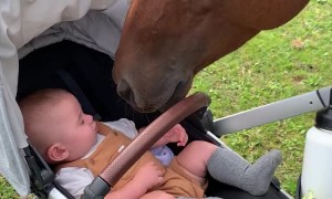 Baby Boy Meets Horse for the First Time