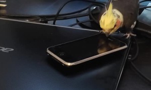 Pet Bird Spins Toy Cell Phone