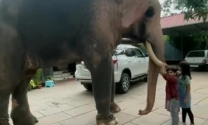 Kids play with very friendly elephant