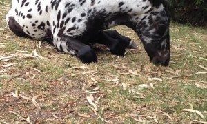 Foal’s Legs Too Long to Eat the Grass
