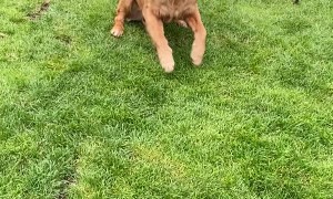 Goofy Golden Knows How to Leap Frog