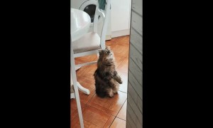 Unusual Cat Sits to Watch Cartoons