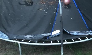 Squirrel Plays on Trampoline