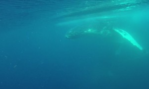 Whales Cruise along Queensland Coast