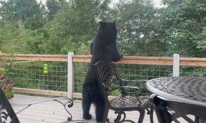 Bear Raids Backyard Bird Feeders