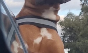 Boxer Enjoys Breeze Through Cheeks and Eyelids