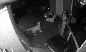 Golden Retriever Backs Down Alaskan Brown Bear