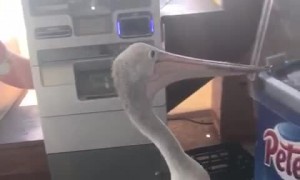 Polite Pelican Patiently Waits for Cold Treat